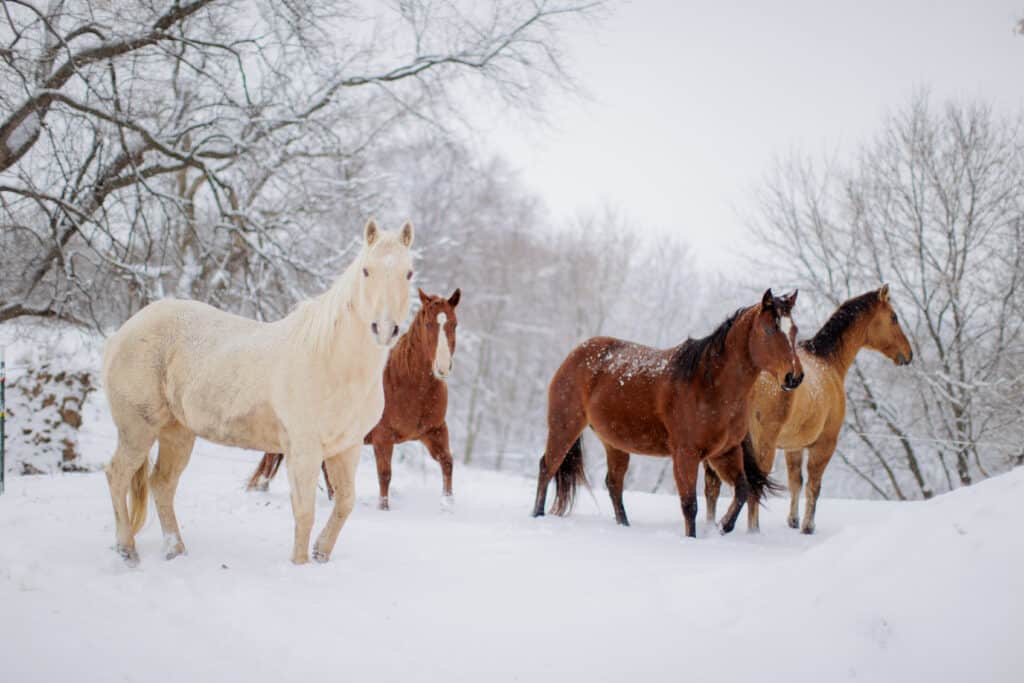 The Trainer's Loft winter barn safety, horse herd in snow