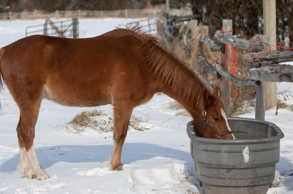 The Trainer's Loft winter barn safety, chestnut pony in winter drinking out of large water trough or water bucket in outdoor paddock in cold temperatures winter equine care winter horse care looking after animals equines horses in cold