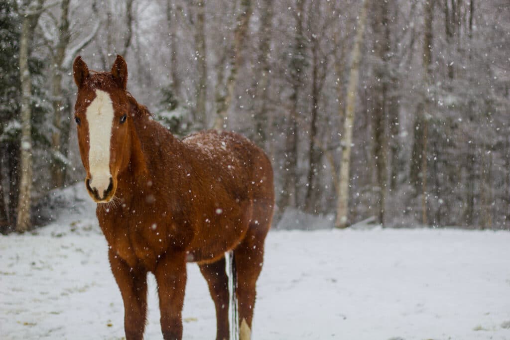 The Trainer's Loft winter barn safety, Brown Horse Standing in Snowy Winter Forest During Snowfall