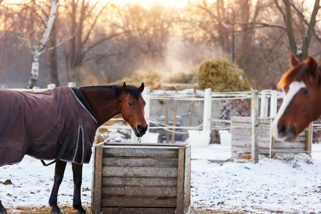 The Trainer's Loft winter barn safety, Scenic view two horses in cover rugs eat on snow winter cold paddock on farmyard against steaming manure straw pile on warm sunset evening. Scene countryside rural landscape with livestock animals.