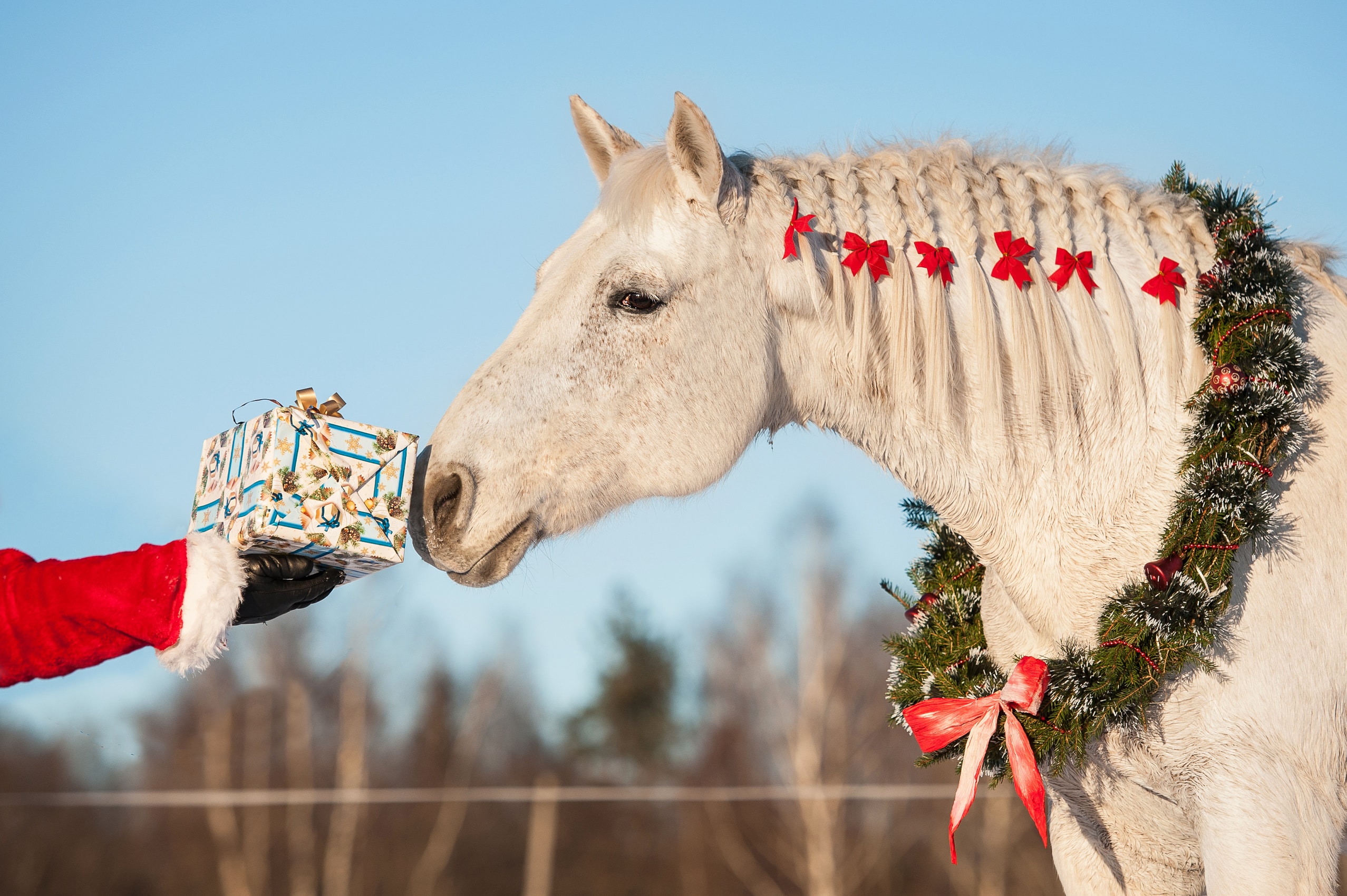 The Trainer's Loft Equestrian Holiday Gifts, White horse with christmas wreath taking a gift from santa's hand