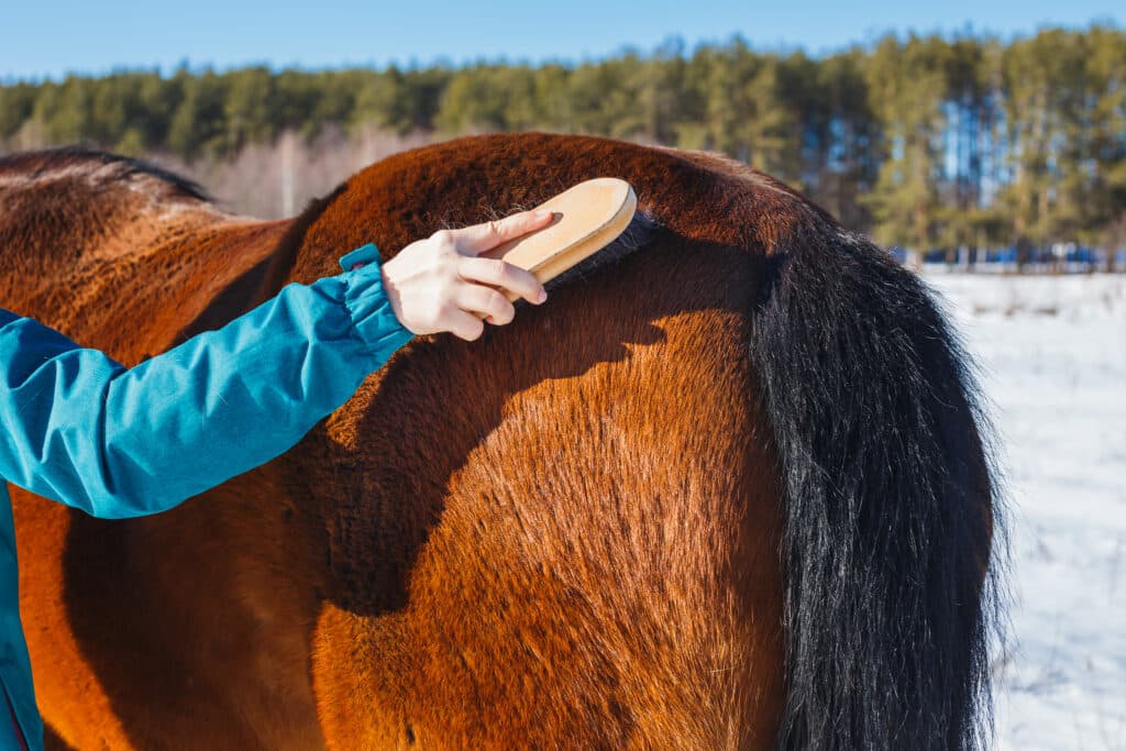 The Trainer's Loft Equestrian Holiday Gifts, Caring for a horse Brushing with a lint and dust brush in winter.