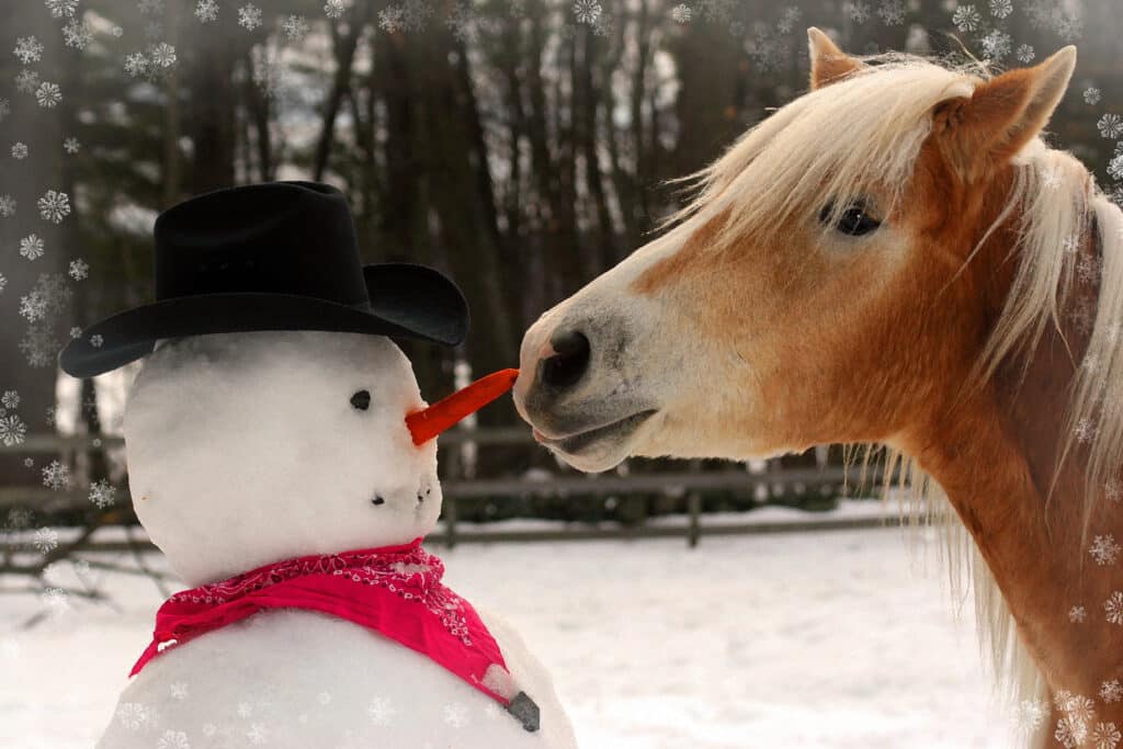The Trainer's Loft Equestrian Holiday Gifts, Horse Stealing Carrot From A Snowman
