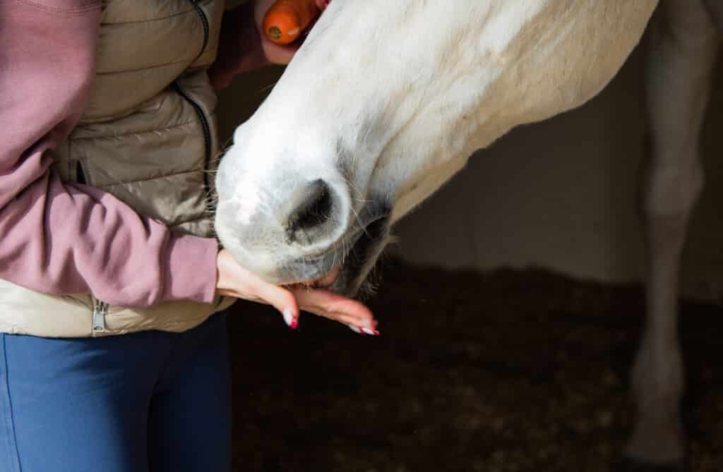 The Trainer's Loft Equestrian Holiday Gifts, Close up woman hand hand feeding horse.
