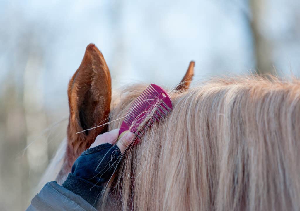 The Trainers Loft Winter Grooming Routine, Horse mane grooming in winter
