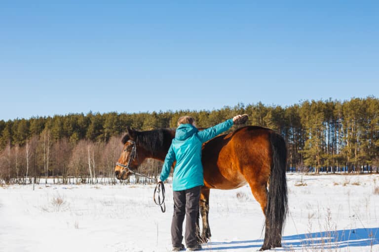 The Trainers Loft Winter Grooming Routine, A girl brushes a horse with dust and stubble on a sunny day in a winter field.