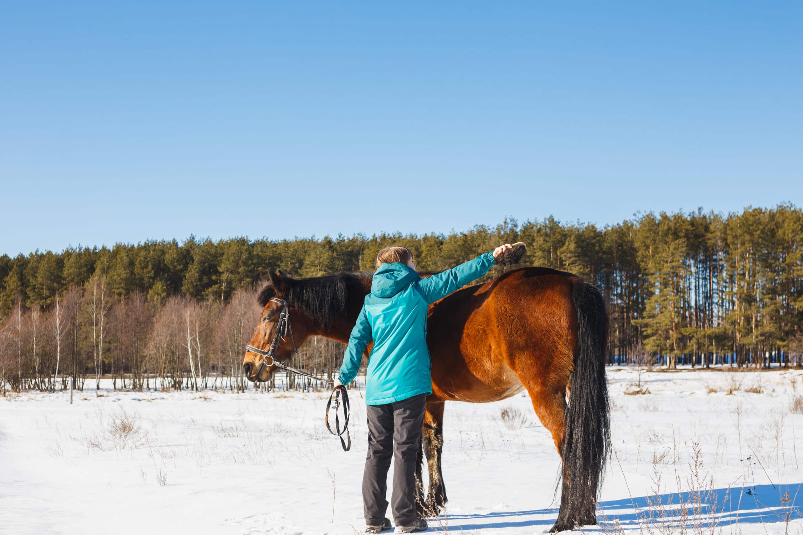 The Trainers Loft Winter Grooming Routine, A girl brushes a horse with dust and stubble on a sunny day in a winter field.