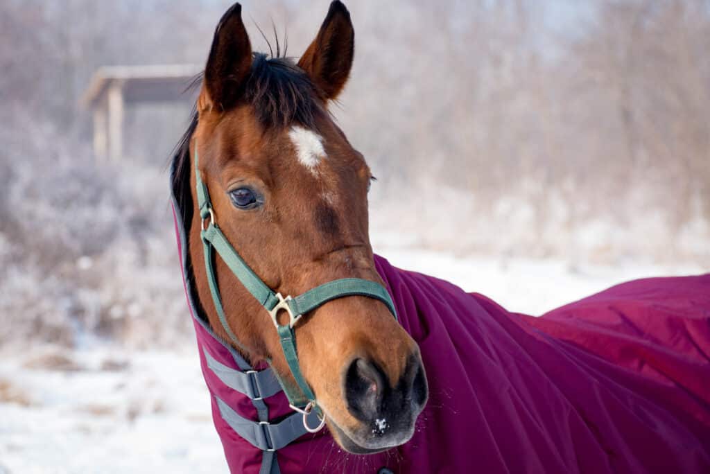 The Trainer's Loft Winter Horse Blanket, Bay horse winter portrait