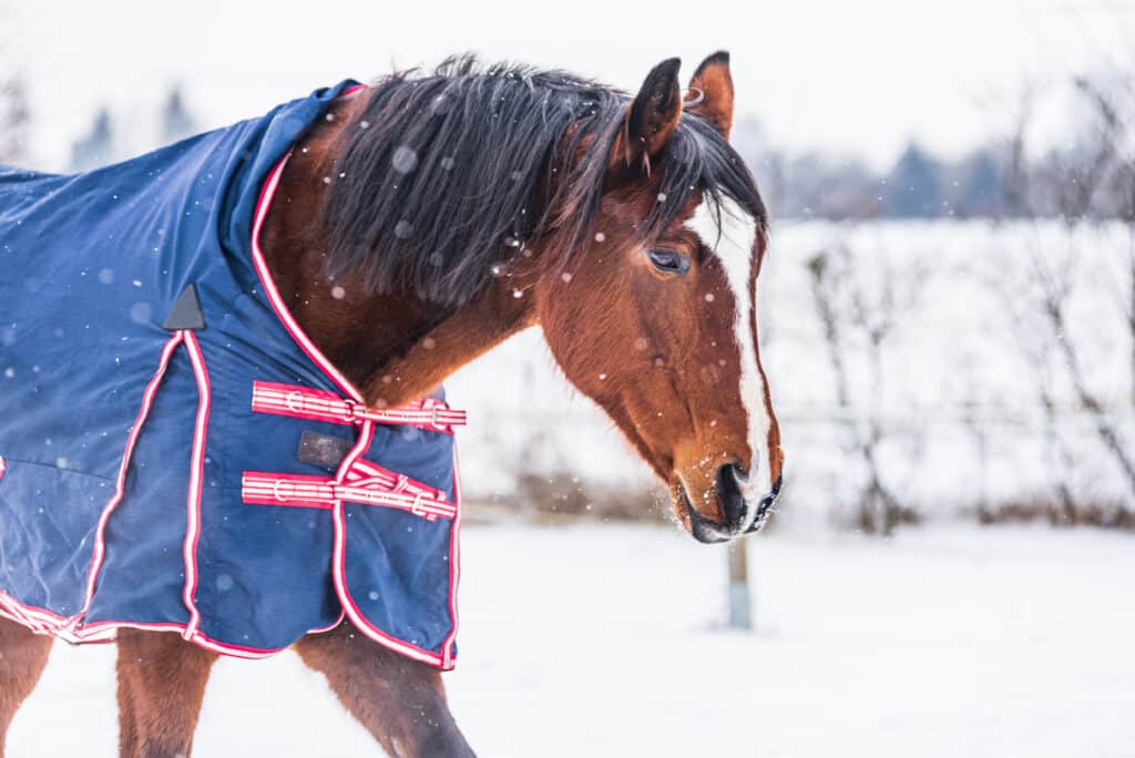 The Trainer's Loft Winter Horse Blanket, Horse wearing a blue rug - a covering that protects the horse from the cold. The horse is looking straight into the lens. A cold, sunny day in winter.