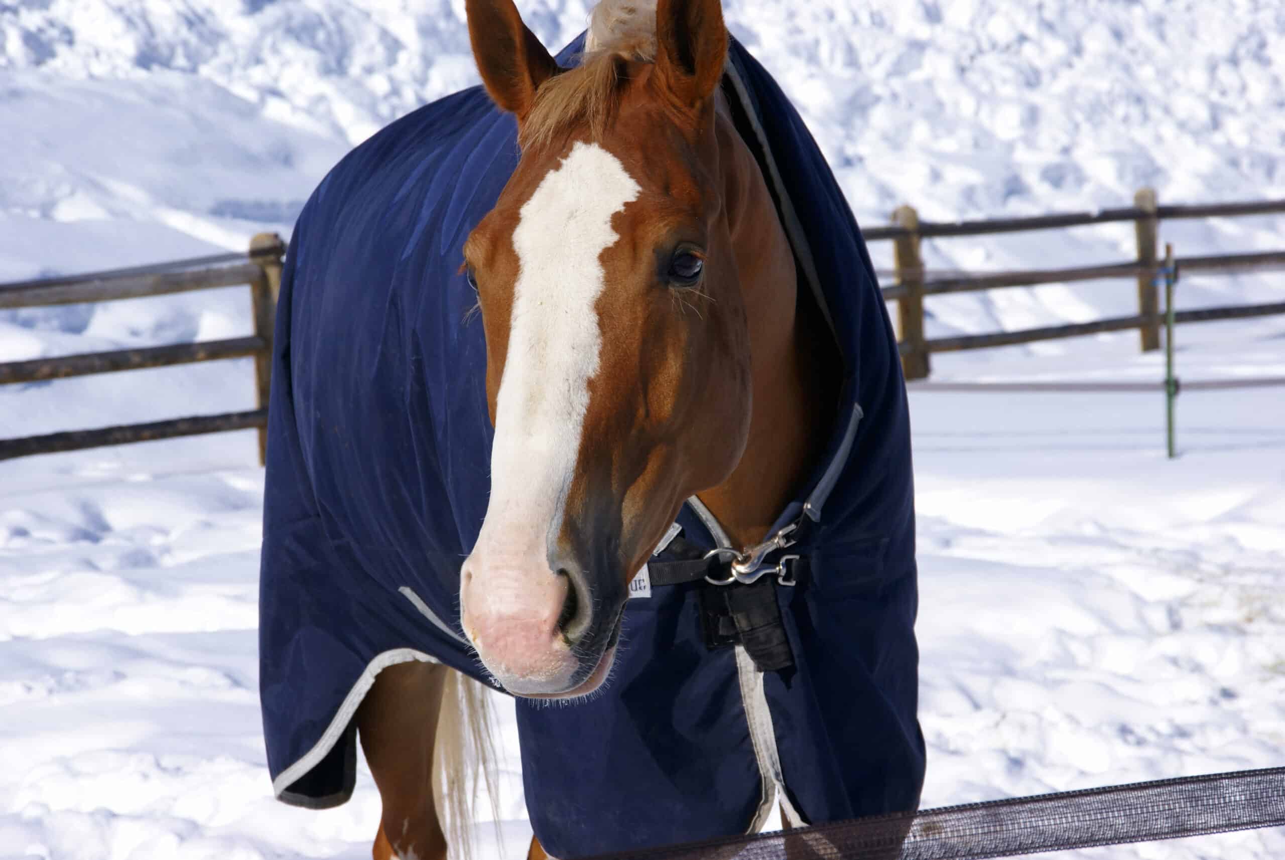The Trainer's Loft Winter Horse Blanket, Brown horse with blue blanket on snowy winter morning, Cordillera, Colorado