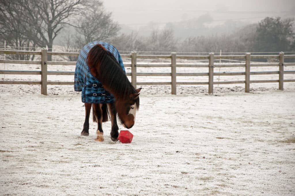 The Trainer's Loft Winter Horse Enrichment, horse playing with an enrichment toy in winter landscape