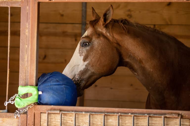 The Trainer's Loft Winter Horse Enrichment, horse using enrichment toy inside barn