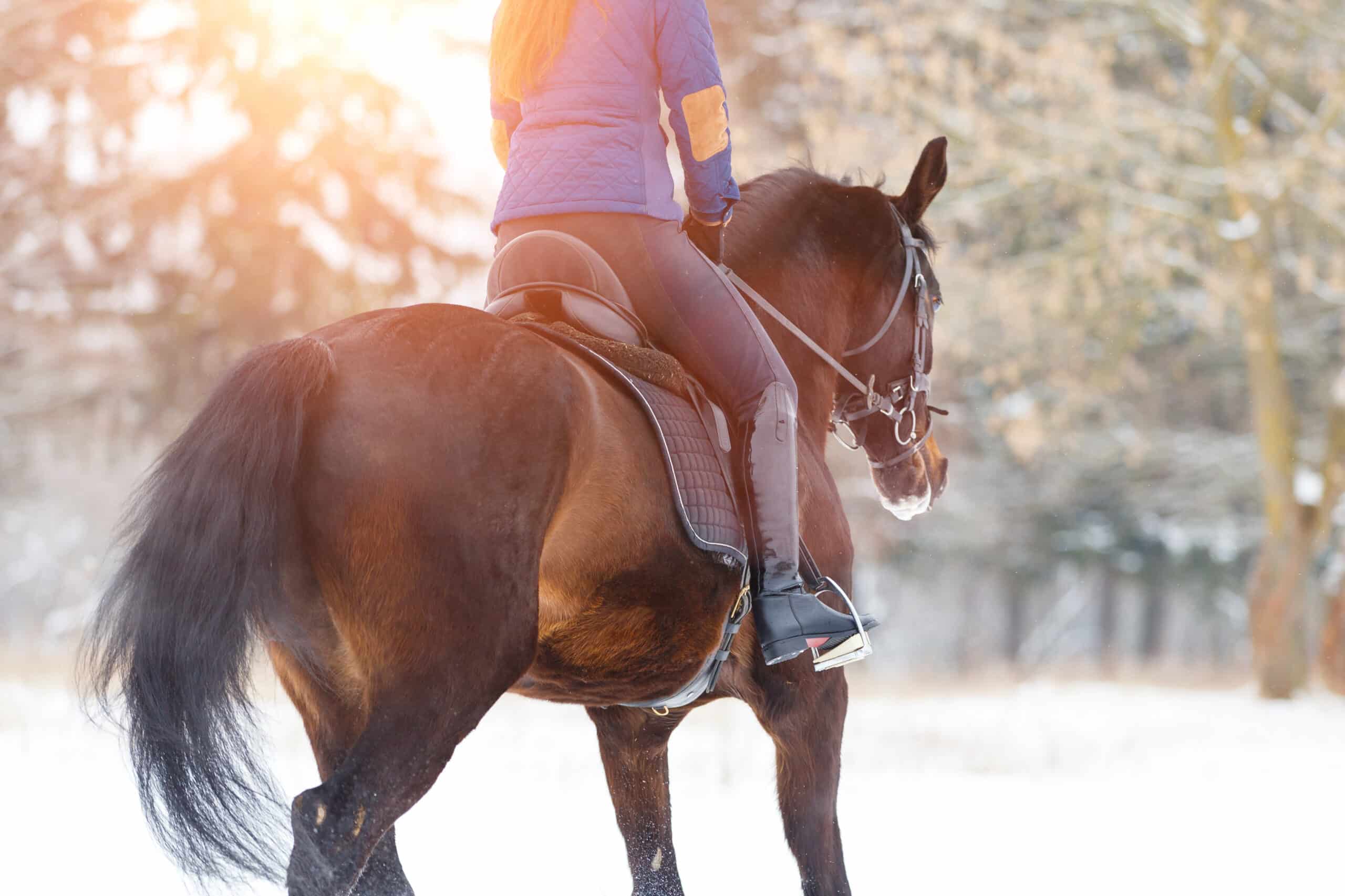 The Trainers Loft Breeches, Bay horse with female rider trotting on winter field. Equestrian concept image with copy space