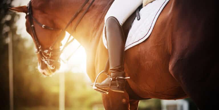 The Trainer's Loft Horse Riding Boots, A bay racehorse with a rider in the saddle, who has black boots with spurs, is illuminated by bright rays of sunlight. Horseback riding. Equestrian sport.