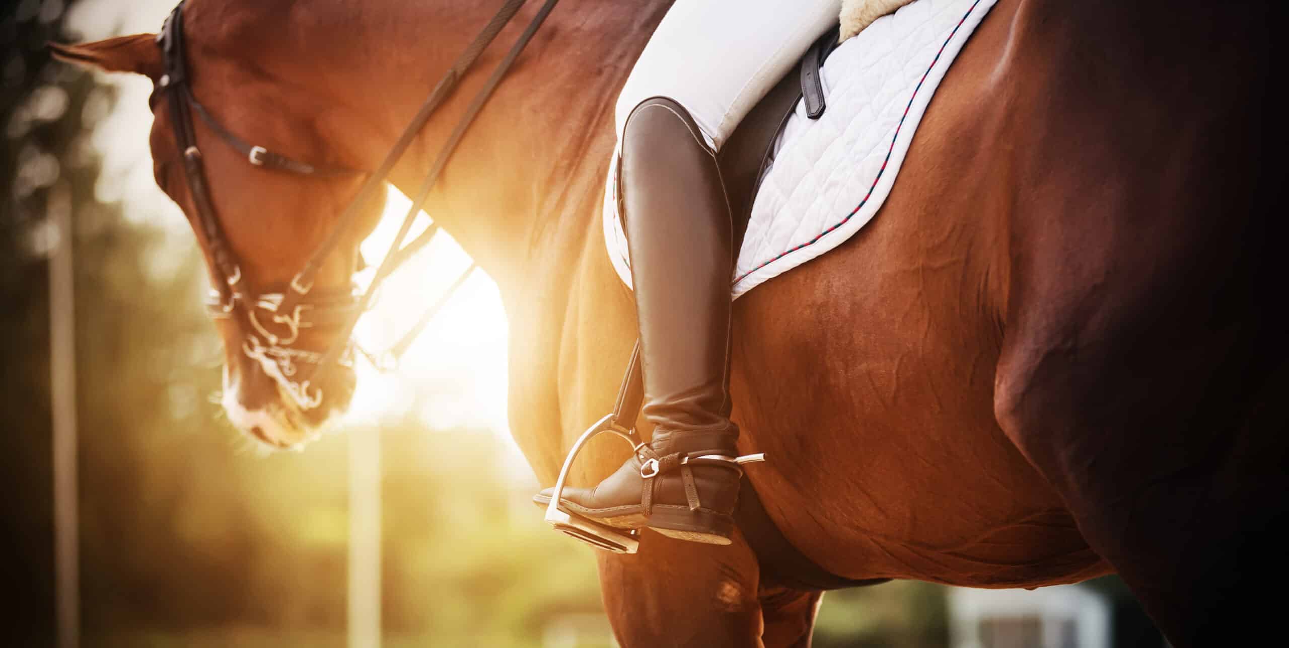 The Trainer's Loft Horse Riding Boots, A bay racehorse with a rider in the saddle, who has black boots with spurs, is illuminated by bright rays of sunlight. Horseback riding. Equestrian sport.