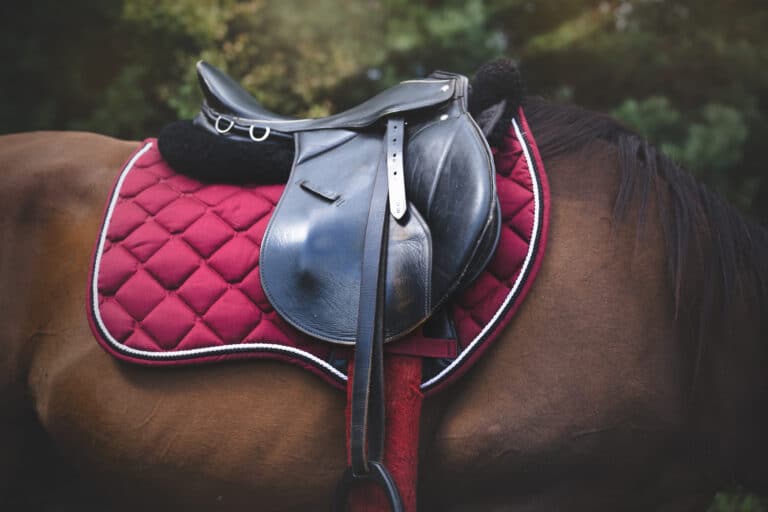 The Trainer's Loft horse saddle, Horseback riding saddle and horse equipment on a dark background. Saddle pad, stirrups, stirrup leathers