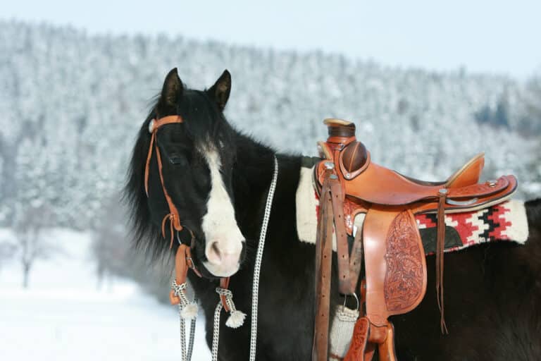 Horse saddle, Nice paint horse with western equipment in winter