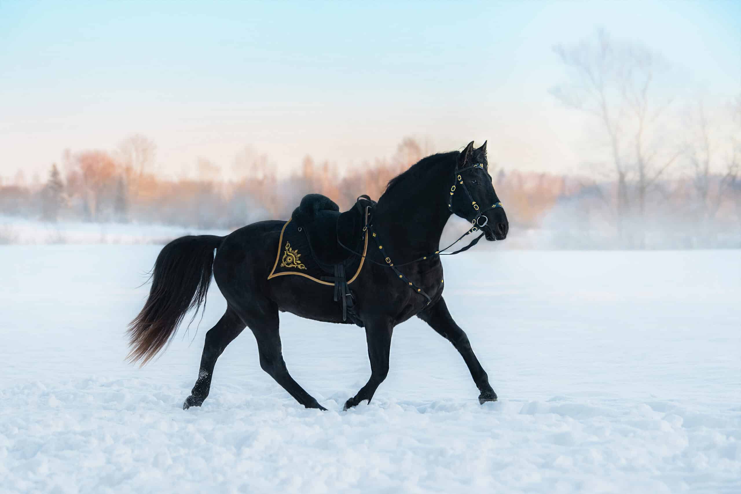 The Trainer's Loft Horse and Saddle Shop, Beautiful black andalusian breed horse in traditional baroque equipment running in winter. Black PRE stallion.