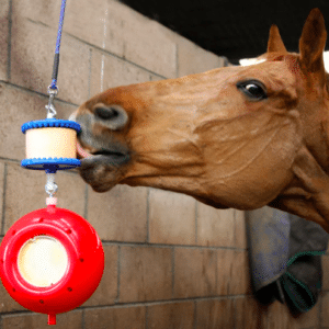 likit bb with treats