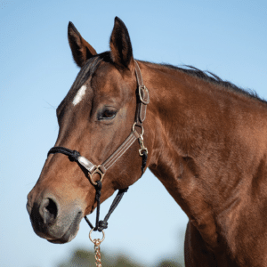 Cashel Combo Leather and Rope Halter