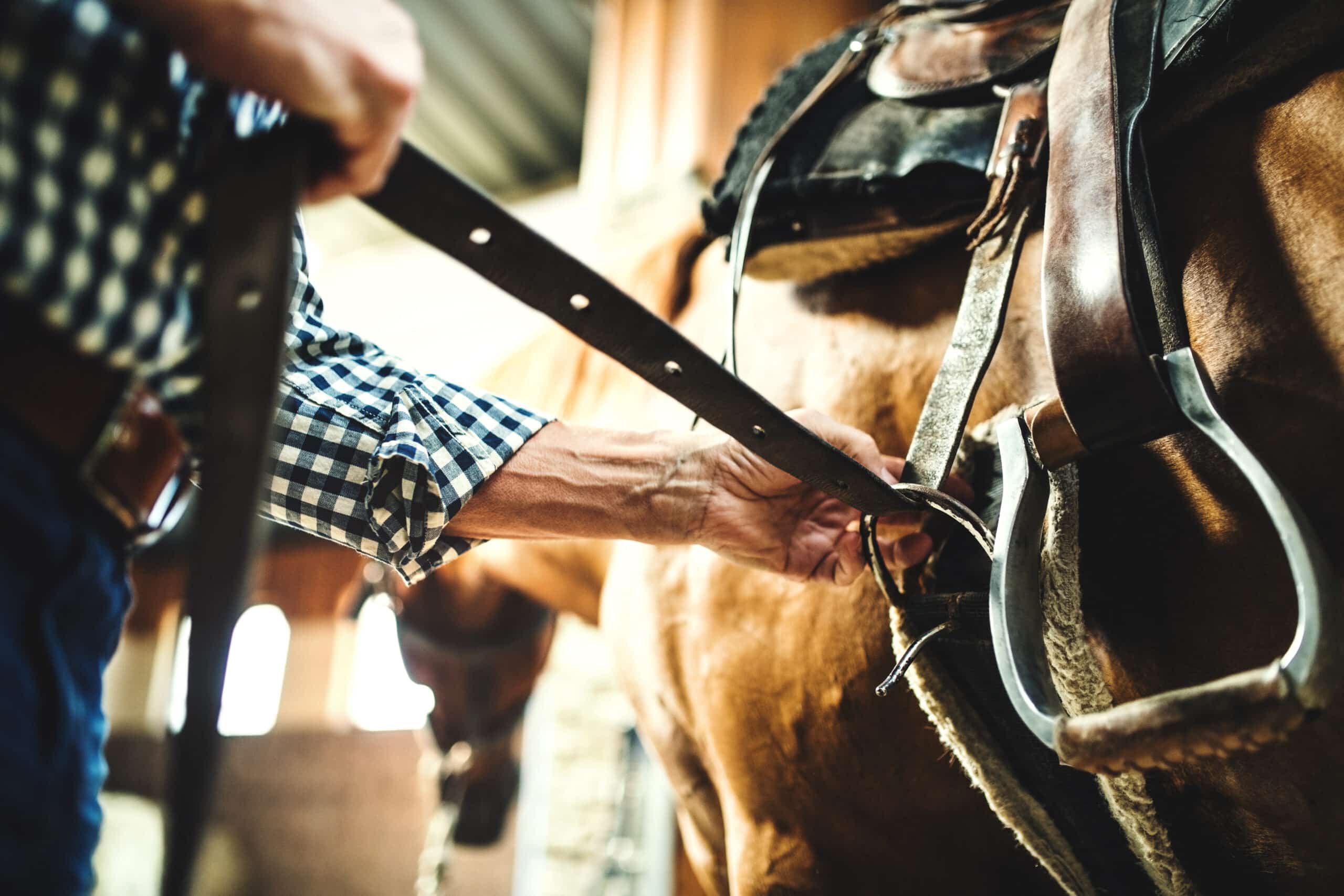 The Trainer's Loft horse saddle, A close-up of a senior man putting a saddle on a horse in a stable.