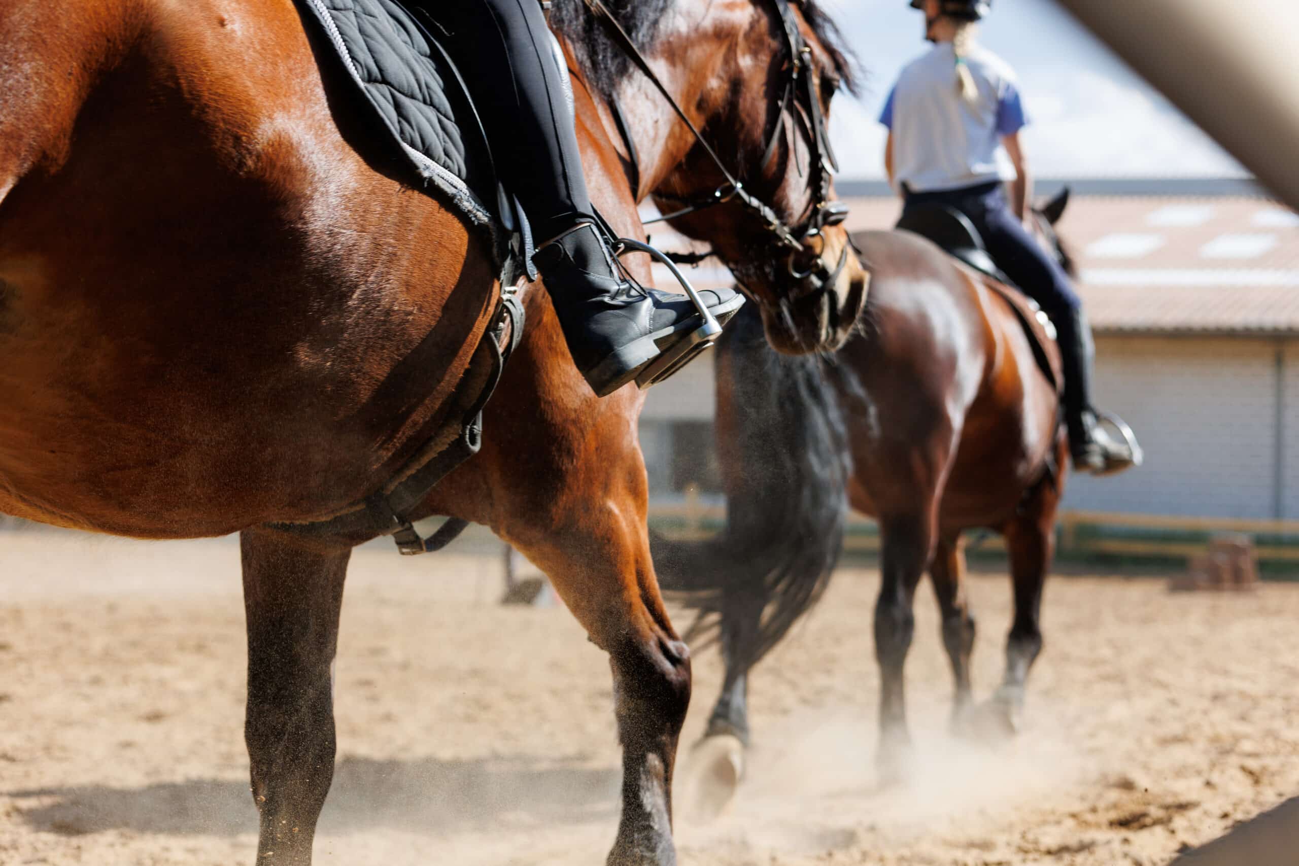 The Trainer's Loft used horse tack, Horse riding school. Little children girls at group training equestrian lessons at outdoors ranch horse riding yard. Cute little beginner kid, closeup feet leg chestnut brown horse.
