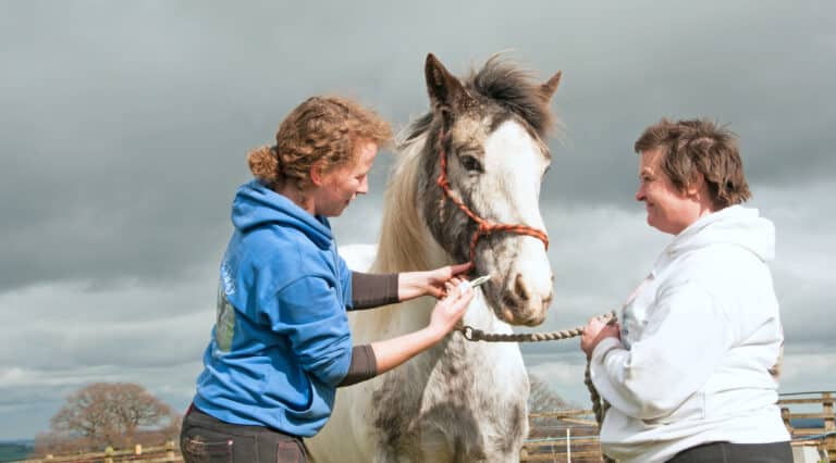 The Trainer's Loft Horse Dewormers, Routine wormer being administered to a horse