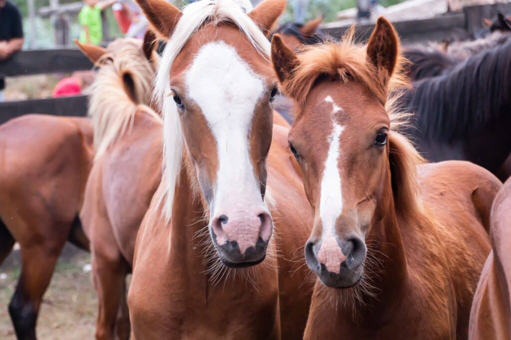 Portrait of a couple of wild horses on a farm for deworming in Pontevedra, Galicia
