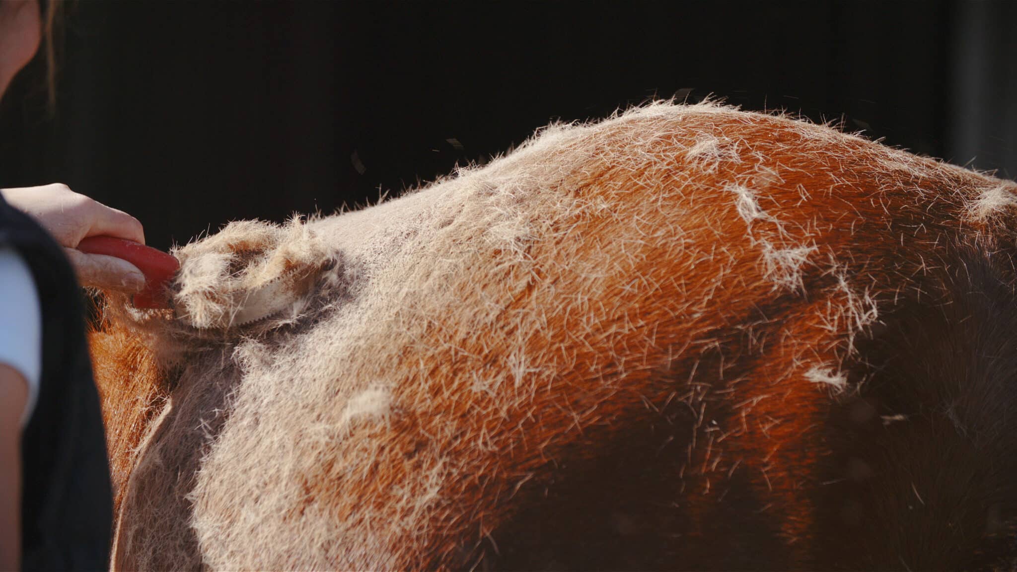 The Trainer's Loft Horse Grooming Tools, Shedding horse hair with brush