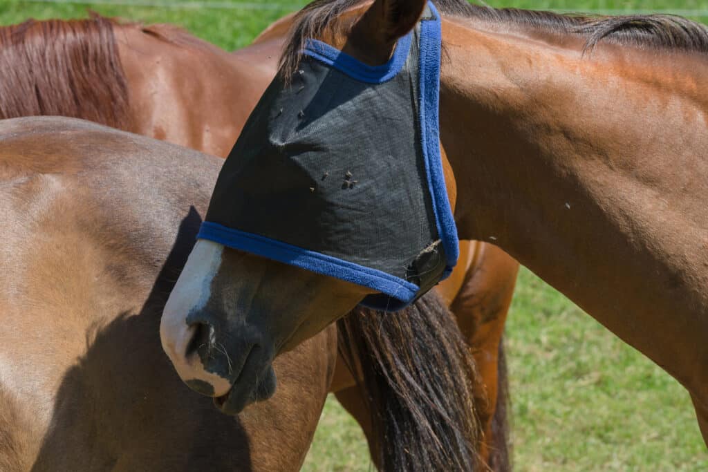 The Trainer's Loft Fly Control for Horses, Fly protection mask for horses optimally protects the horse against insect