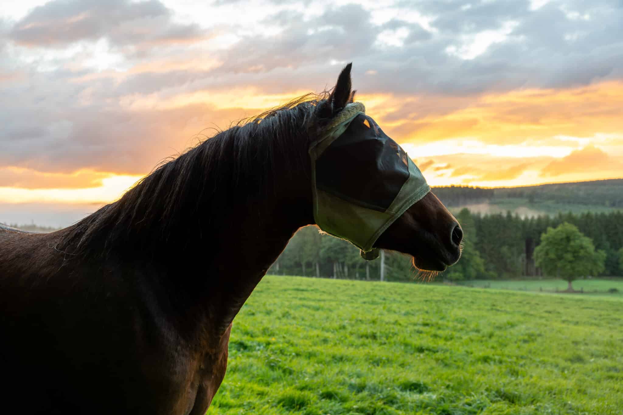 The Trainer's Loft Fly Control for Horses, Silhouette of a horse wearing a fly mask standing in a green pasture at sunset, with a dramatic sky and forest in the background