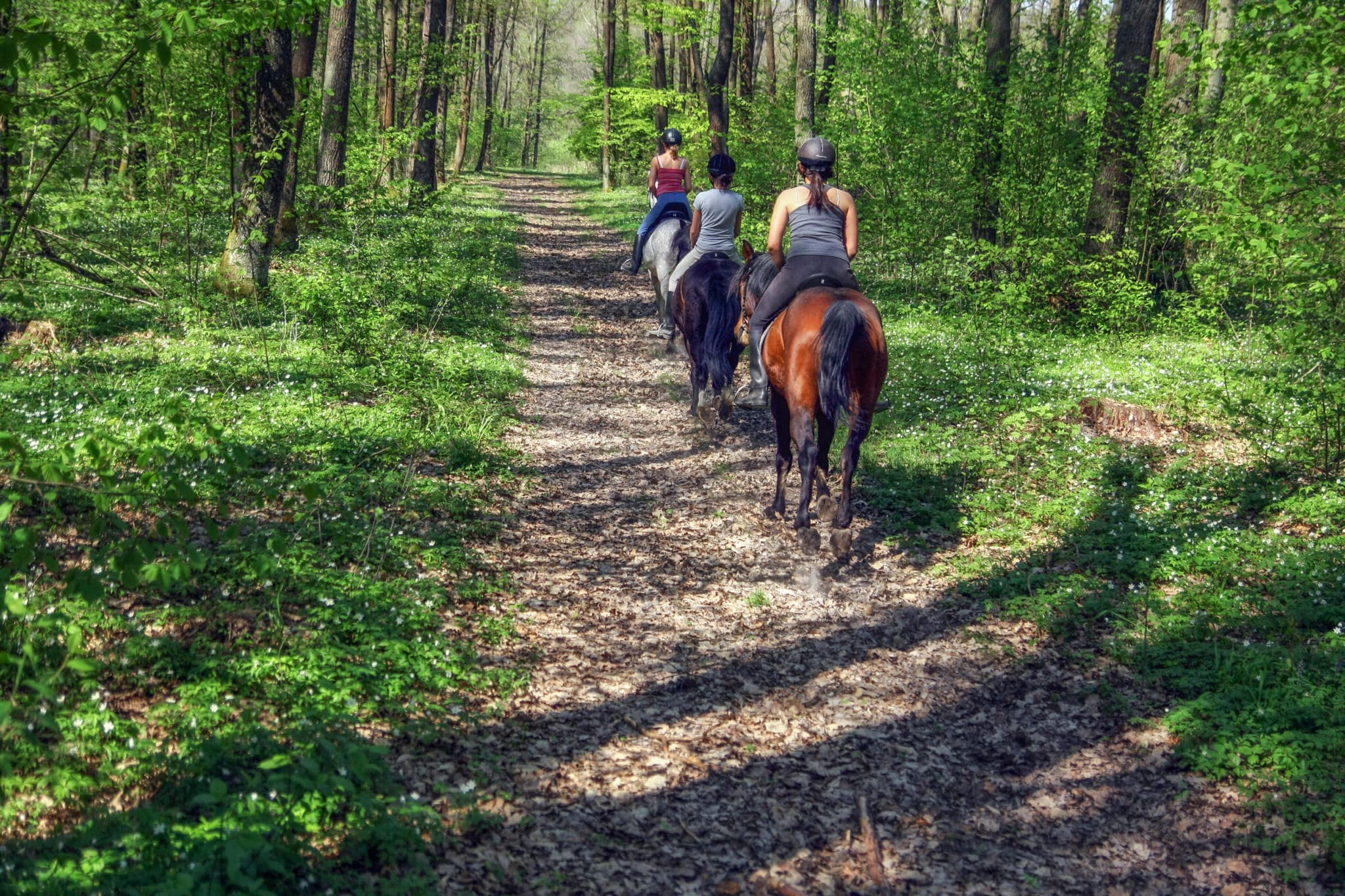 The Trainer's Loft Horse Riding Gear, Young girls riding on horseback through the forest