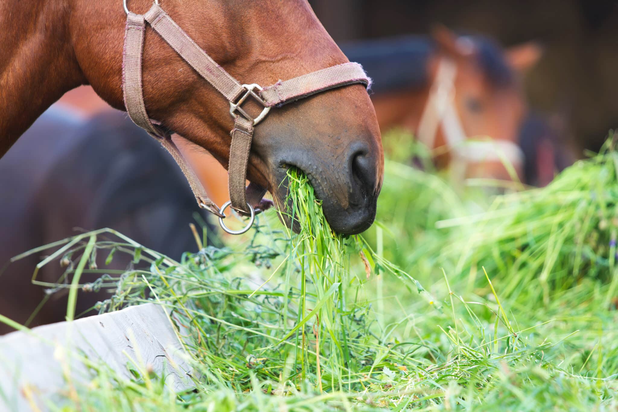 The Trainer's Loft horse feed and supplements, close up horse eating hay