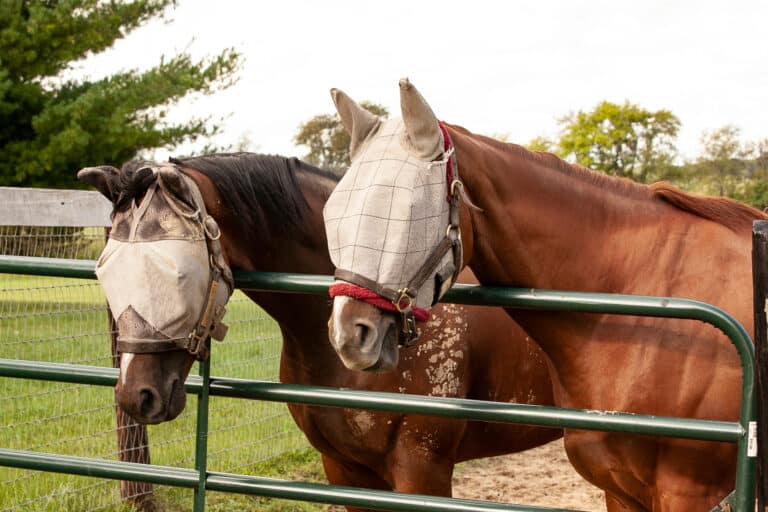The Trainers Loft fly mask for a horse, A bay and a chestnut horse with fly masks on look over a metal gate.