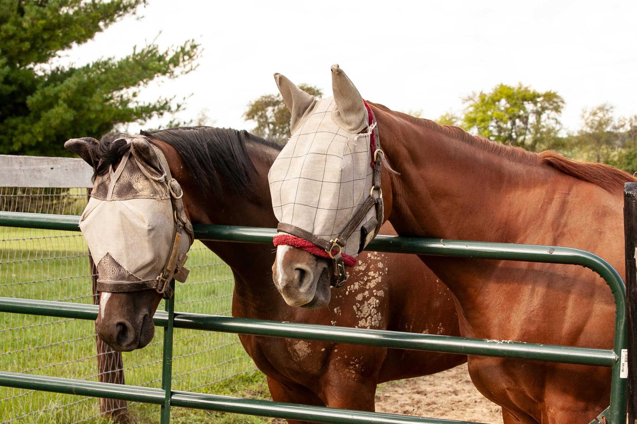 The Trainers Loft fly mask for a horse, A bay and a chestnut horse with fly masks on look over a metal gate.
