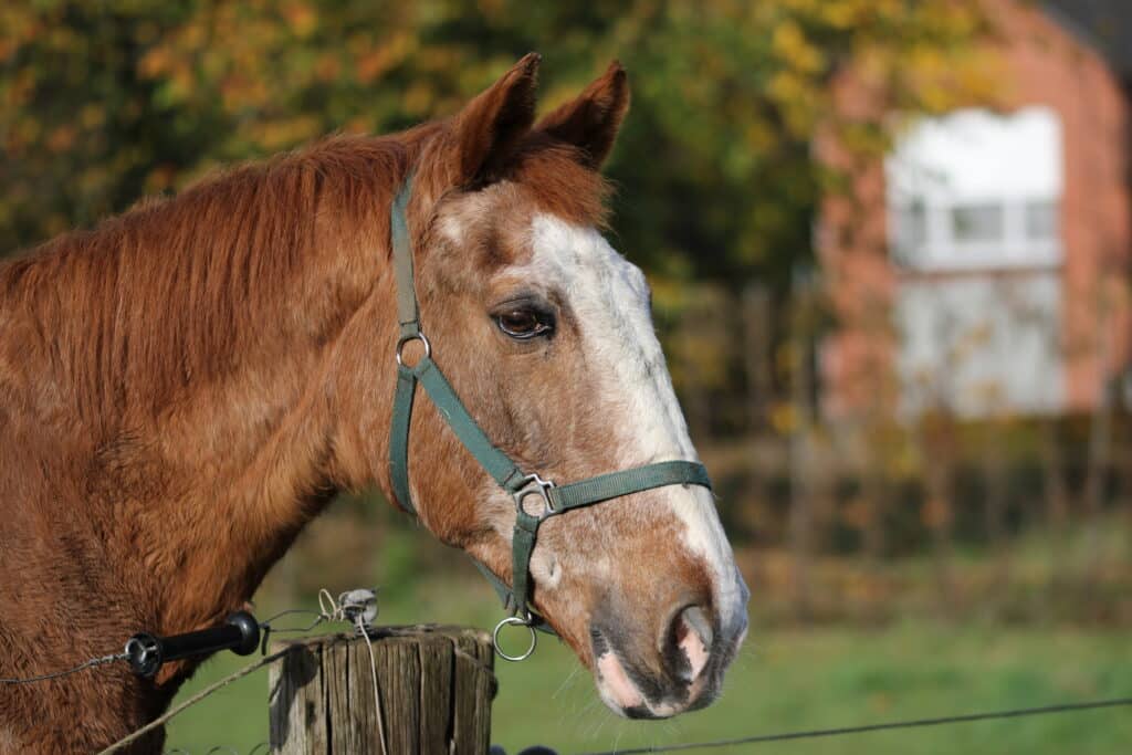 The Trainers Loft Horse Feeds, Horse