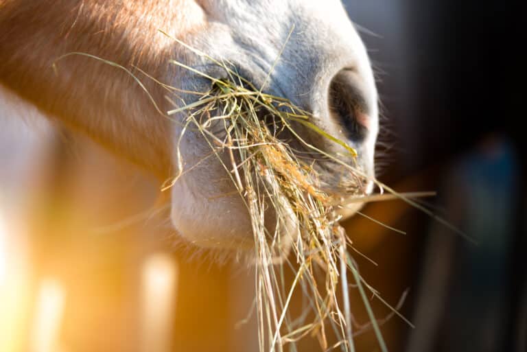 The Trainers Loft Horse Feeds, Horse eating grass