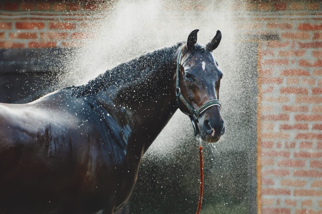 Horse portrait in spray of water. Horse shower at the stable