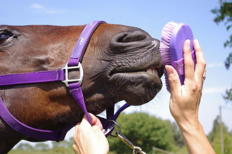 The Trainer's Loft Horse Grooming Supplies, Female groom cleaning horse with soft purple brush