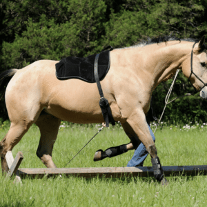 Flecht and Seilerei Western Style Bareback Pad in multiple colors with memory foam backing