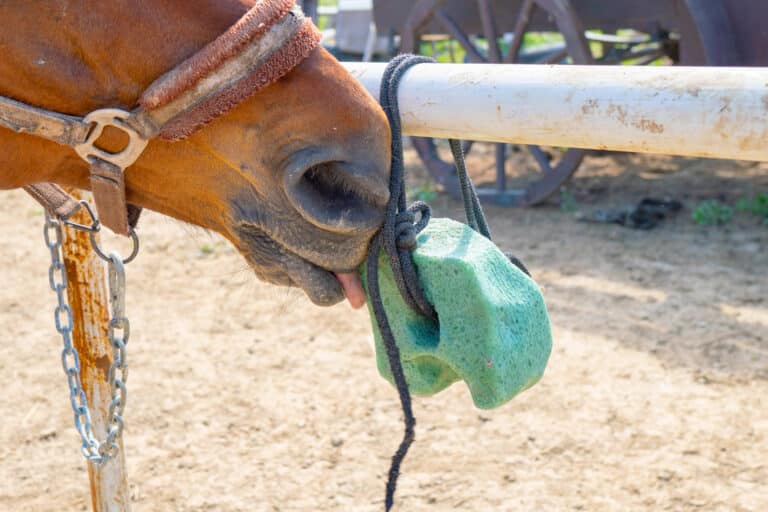 The Trainers Loft horse electrolytes, the horse licks salt. trace elements for a horse