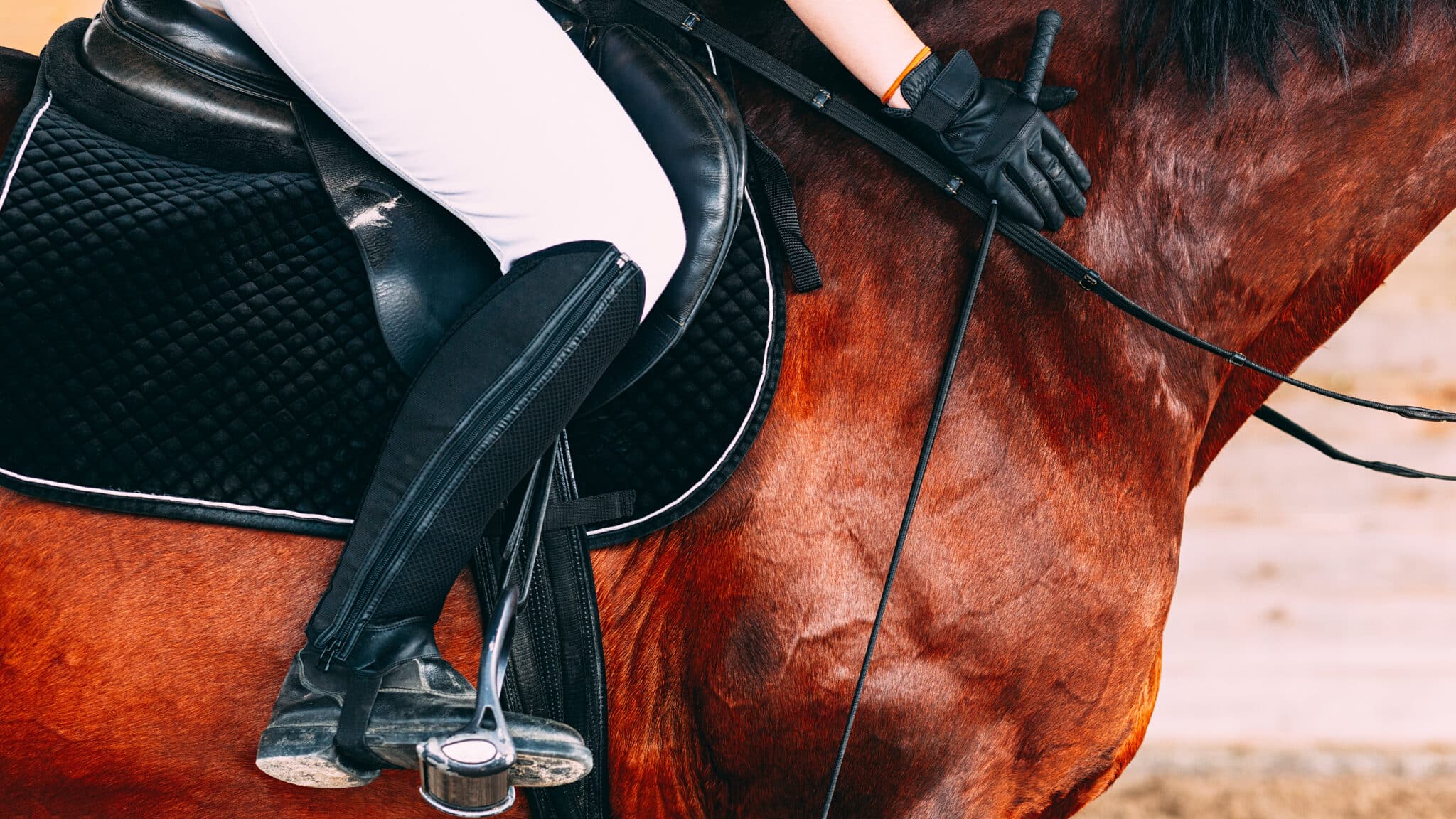 The Trainer's Loft Horse Riding Boots, Woman in white riding pants and black riding boots sitting on a brown horse, black gloves on hands, holding riding crop