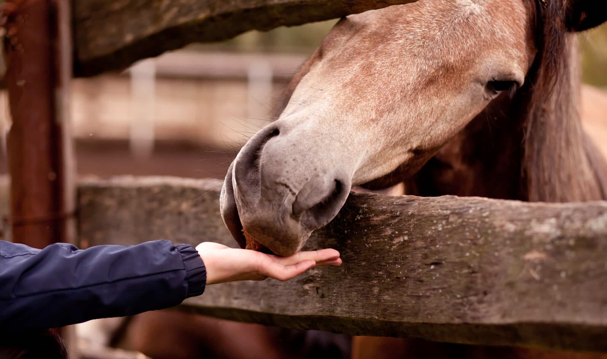 The Trainer's Loft Horse Treats, a hand reaches under a wooden fence where a brown horse waits for treats