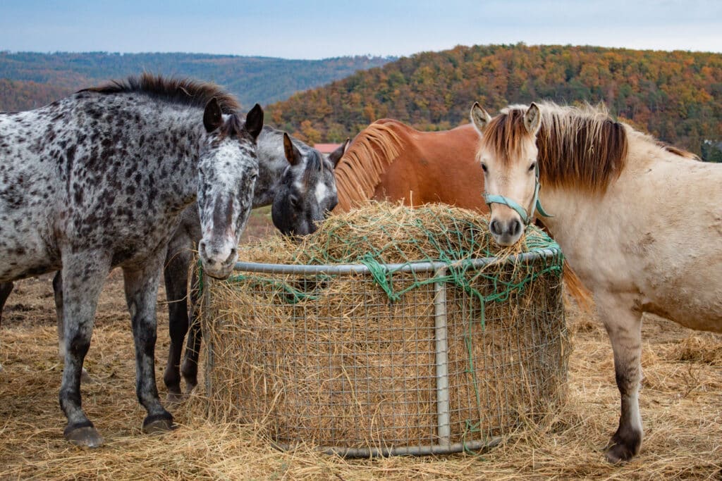 thoroughbred horses eat hay and oats in a meadow, against the backdrop of wooded mountains, in autumn in the Czech Republic. High quality photo