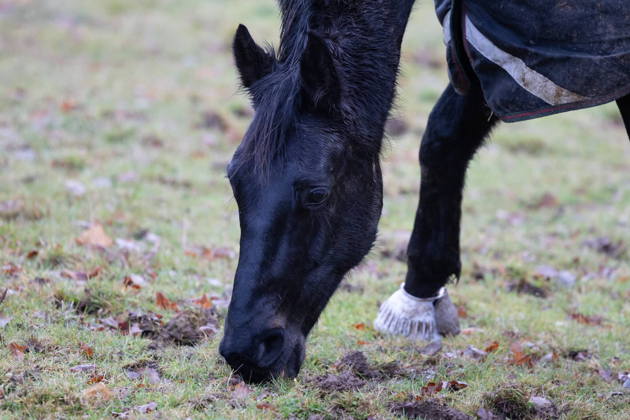 A black-brown Hanoverian horse grazes on a sparse pasture in winter. Bell boots.