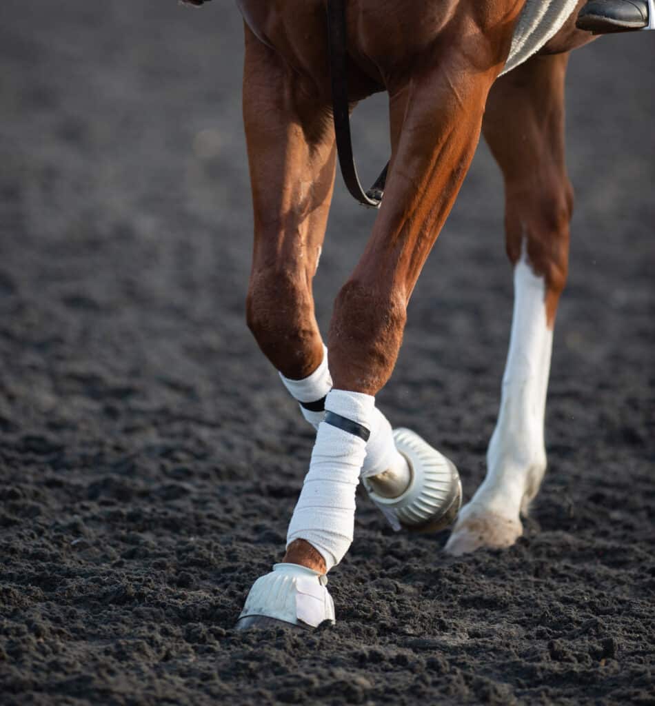 The Trainer's Loft Bell Boots for Horses, white polo wraps on horses lower legs for leg protection horse shoe visible on horses foot vertical format room for type horses lower legs close up thoroughbred race horse leg protection on the track
