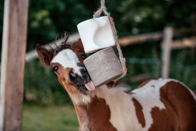 The Trainer's Loft Horse Electrolytes, brown and white foal enjoys a salt lick hanging on a rope