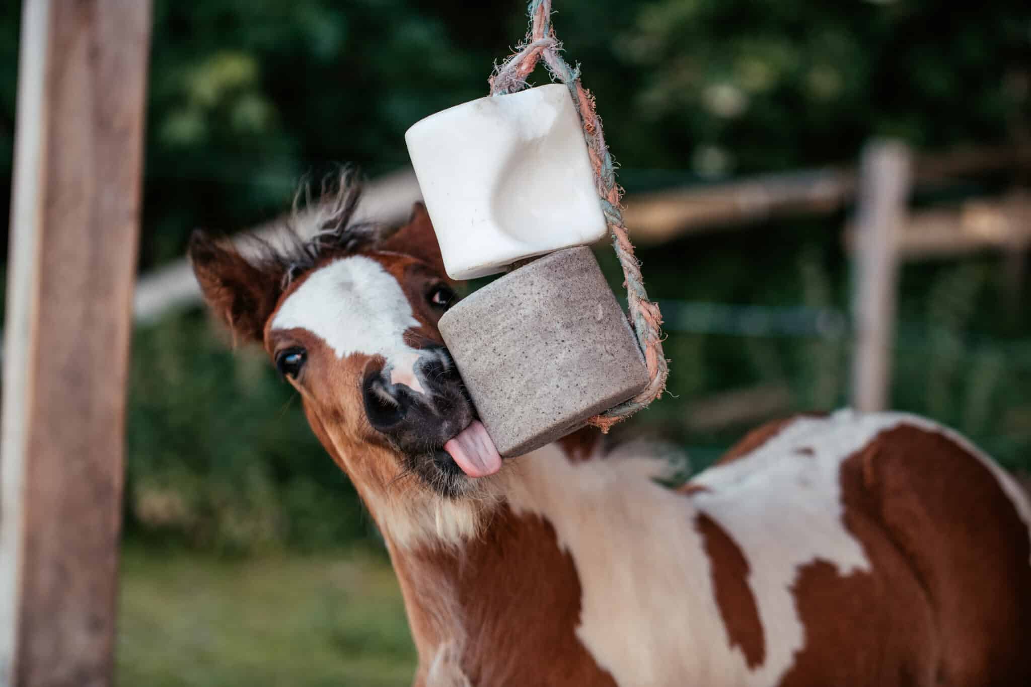 The Trainer's Loft Horse Electrolytes, brown and white foal enjoys a salt lick hanging on a rope