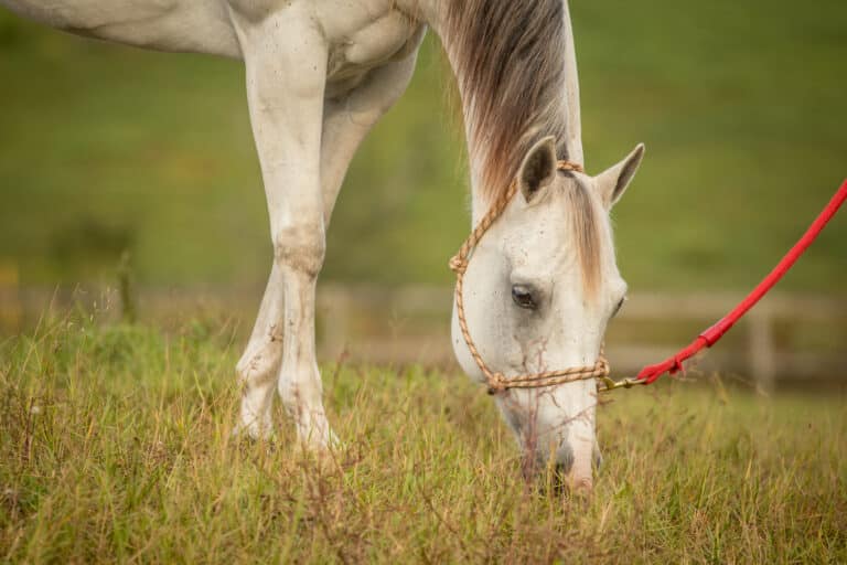The Trainer's Loft Horse Halter, A horse grazing at the end of a lead rope.