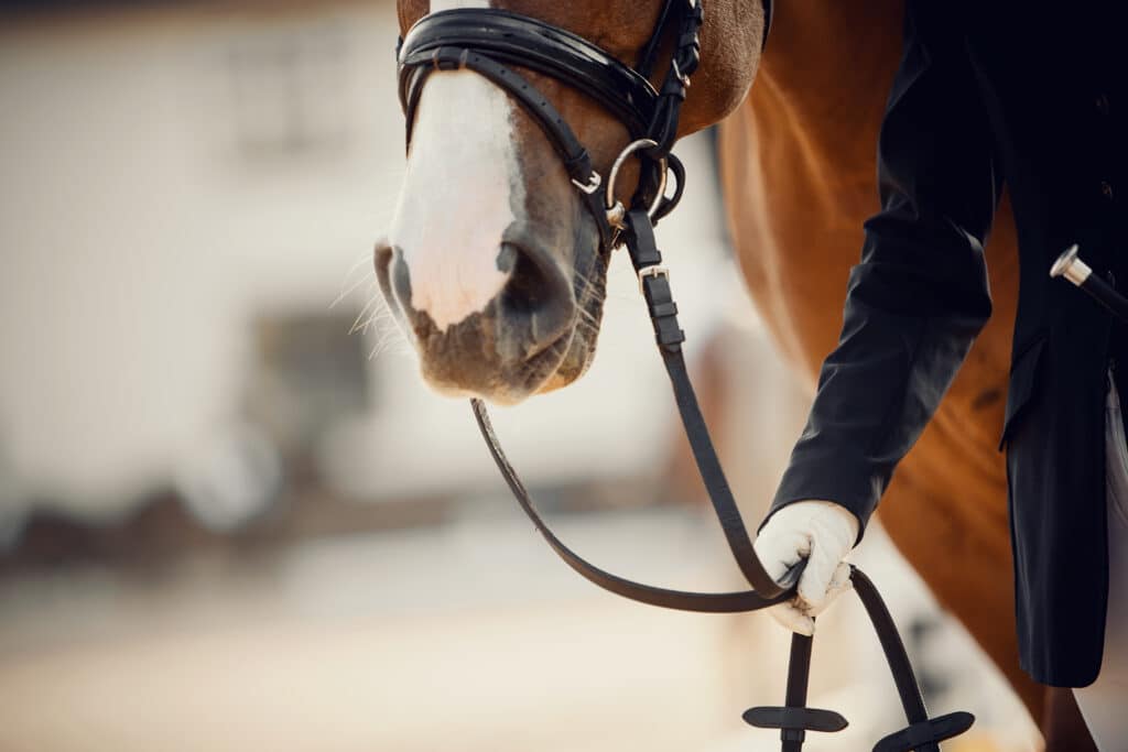 Nose sports horse in the bridle. Portrait stallion in the bridle. Horse muzzle close up. Dressage horse. Equestrian sport.